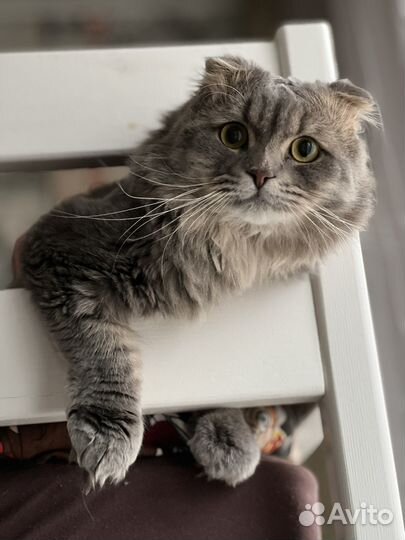 Шотландский кот вязка