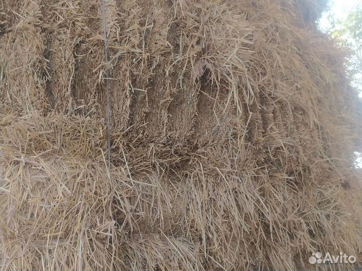 Солома в тюках рисовая