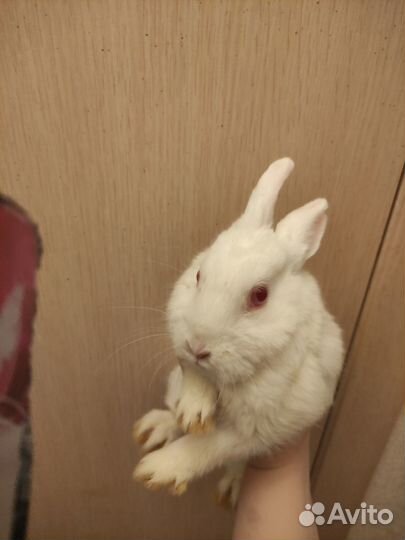 Символ года. Кролики породистые