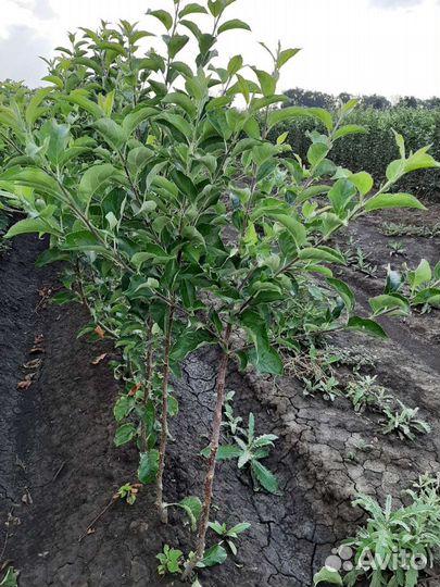 Саженцы плодовых деревьев (опт)