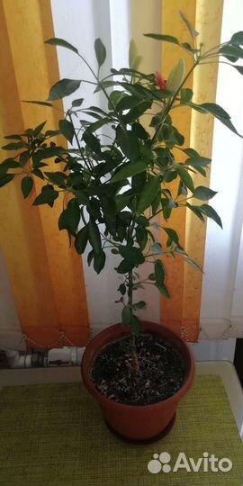 Домашний острый перчик. Обмен