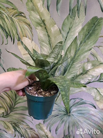 Комнатные неприхотливые растения