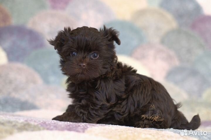 Шоколадный йорк, мини девочка