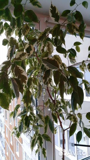 Комнатные растения