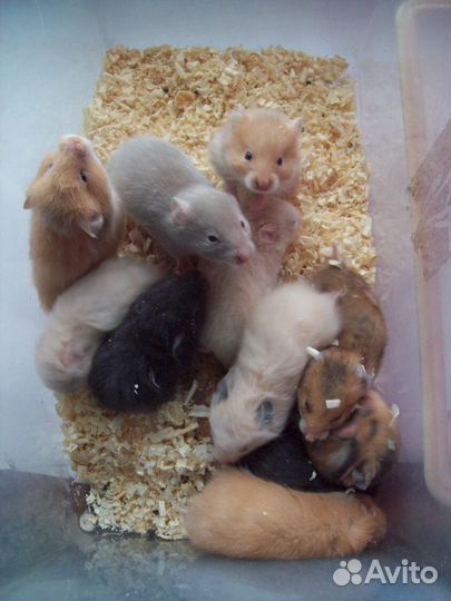 Шикарные хомяки ангорские пух и сирийские мутон