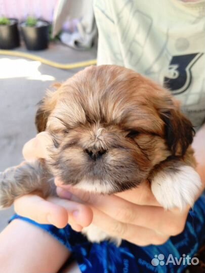 Щенки пекинеса