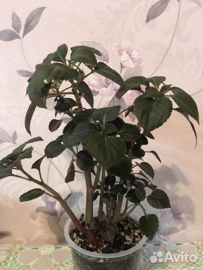 Бальзамин махровый