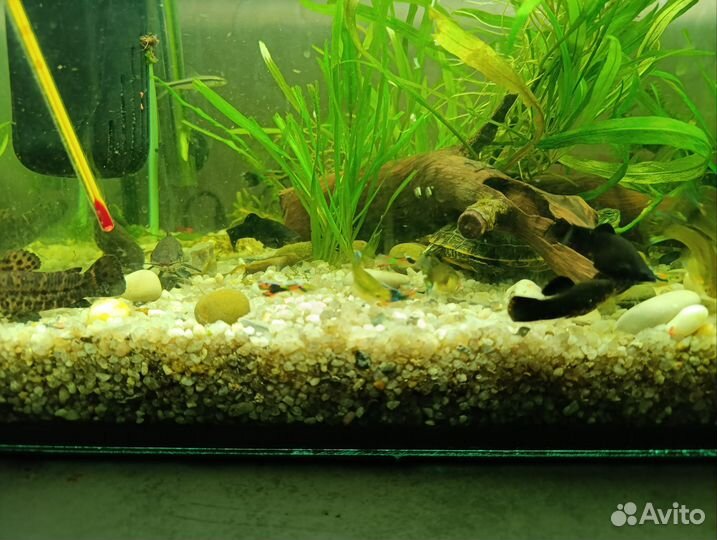 Рыбки гуппи