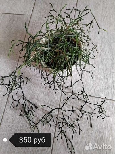 Продам цветы комнатные