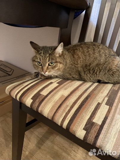 Кошка в дар бесплатно