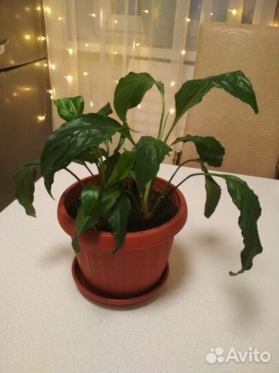 Комнатное растение Спатифиллум
