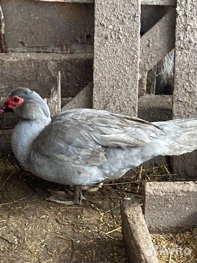 Мускусные индоутки