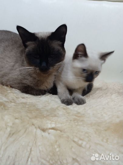 Продам сиамских котят