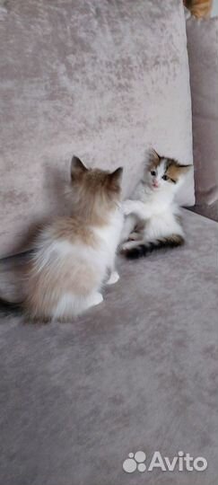 Котята