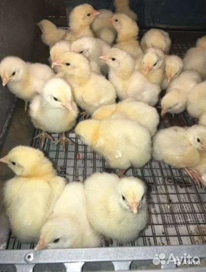 Бройлер и мясояичные цыплята