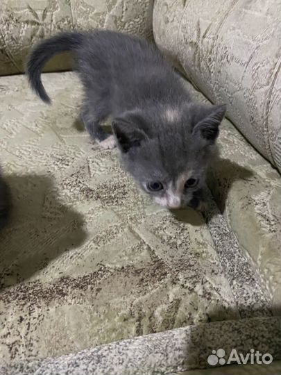 Британские котята