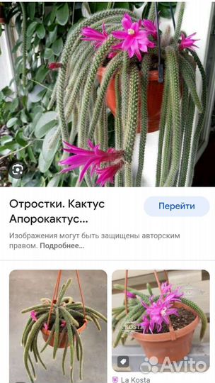 Апорокактус кактус