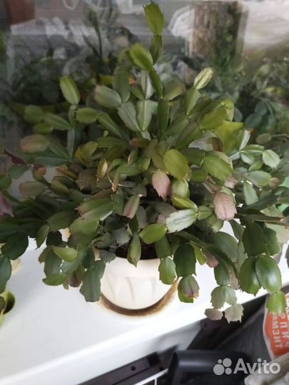 Сортовые декабристы