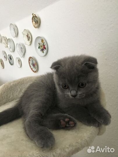 Британский котенок