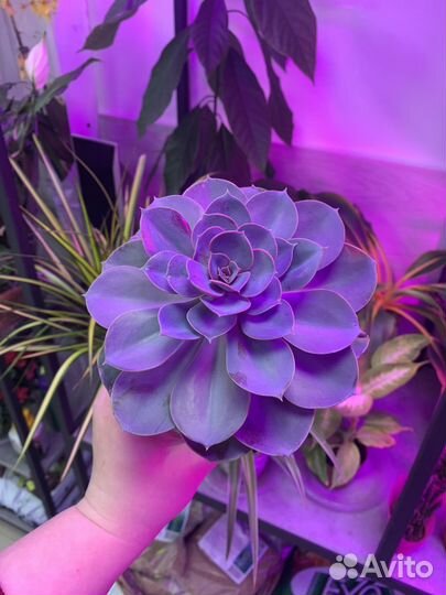 Горшечные растения, суккуленты, кактусы