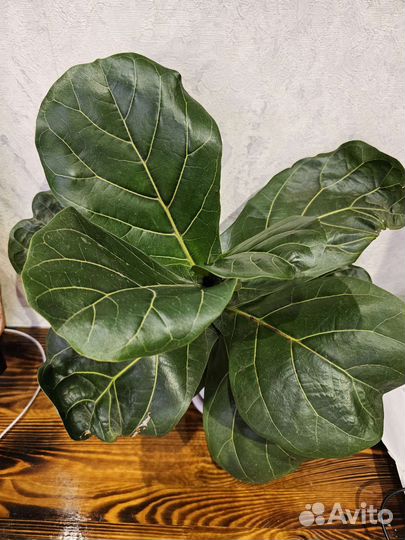 Фикус Лирата Колумнарис