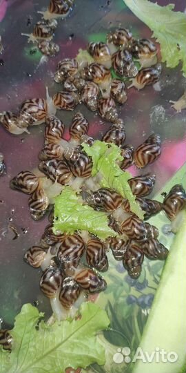 Ахатина Ретикулята альбино