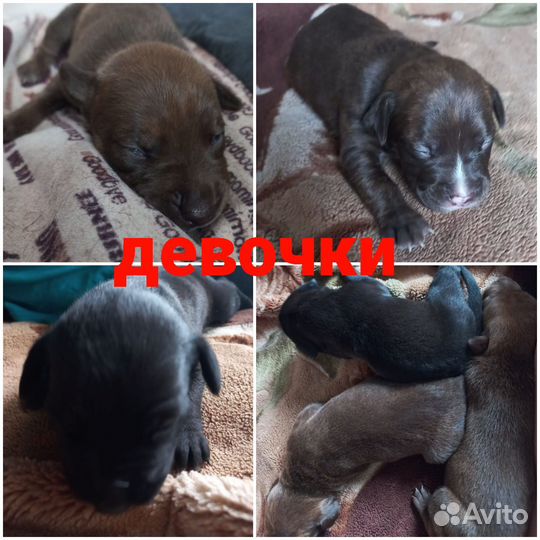 Щенки американского питбуля