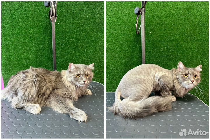 Груминг (стрижка собак и кошек)