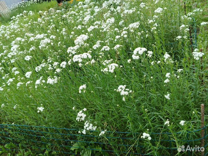 Жемчужина птармика - многолетник на рассаду