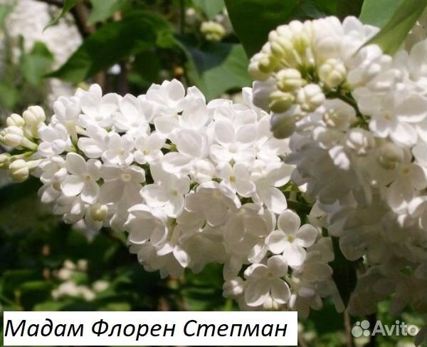 Саженцы сирени 2года