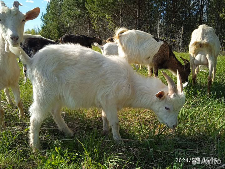 Продам козлов