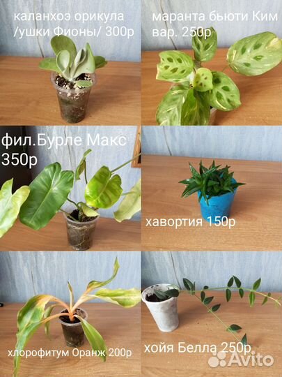 Комнатные цветы