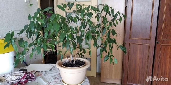 Фикус бенджамина большой