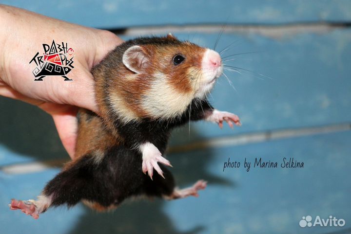 Талломисы и полевой хомяк