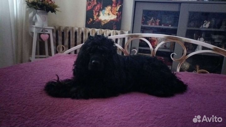 Кокер спаниель вязка