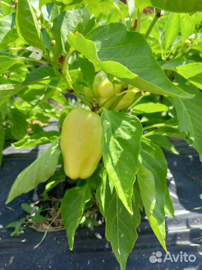 Перец болгарский