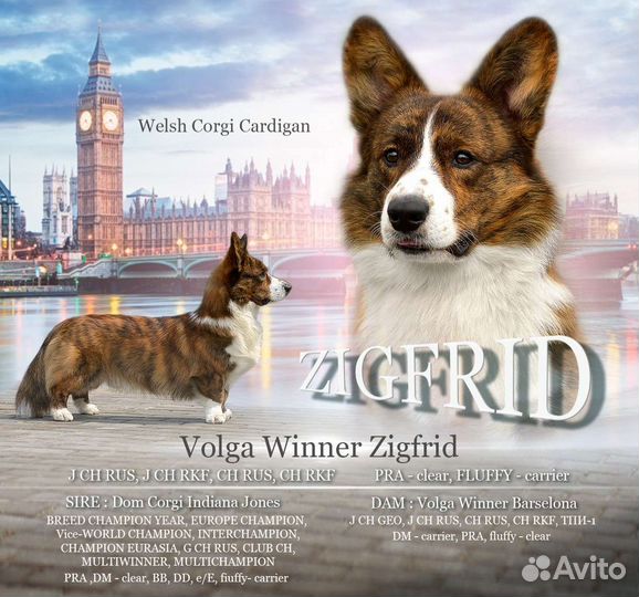 Кобель для вязки вельш-корги кардиган