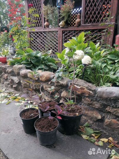 Самарская лидия