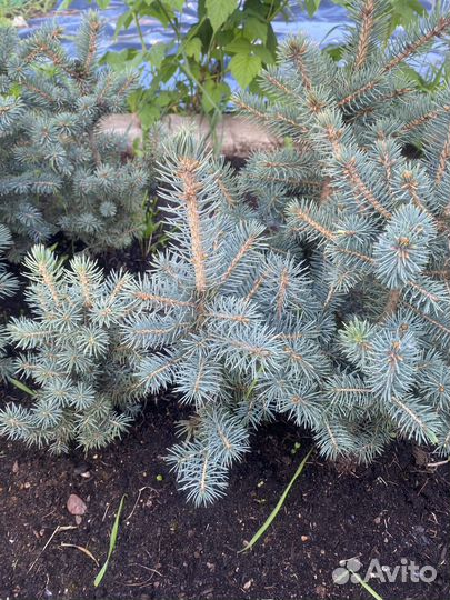 Голубые ели