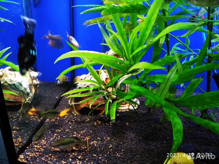 Аквариумные растения