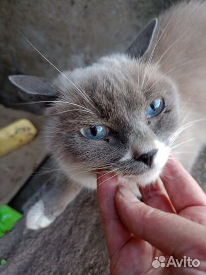 Кошка