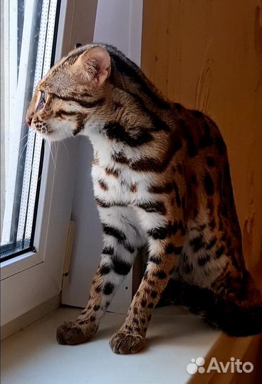 Бенгал F1 (самец)