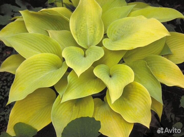 Хоста растение