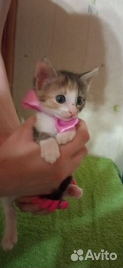 Кошки в добрые руки