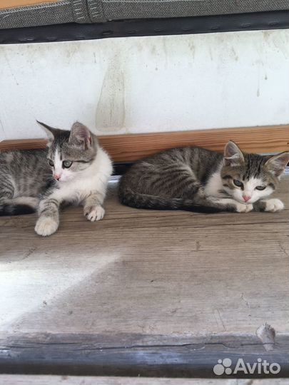 Отдам в добрые руки две кошечки и кот