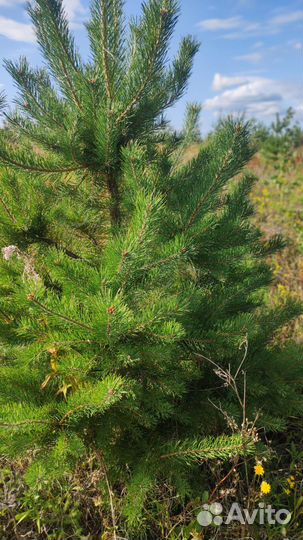 Деревья крупномеры