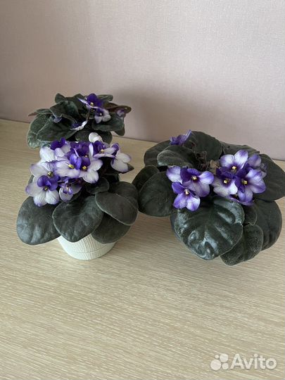 Фиалки в горшках