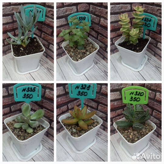 Суккуленты