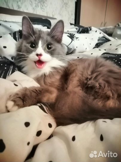 Кошка мышеловка