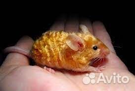 Сатиновые мышки